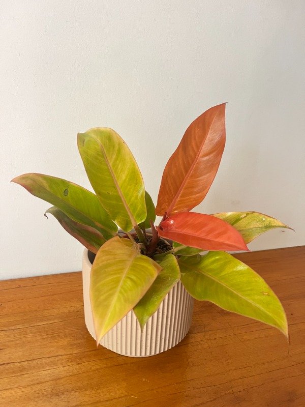 Producto - Filodendro Orange