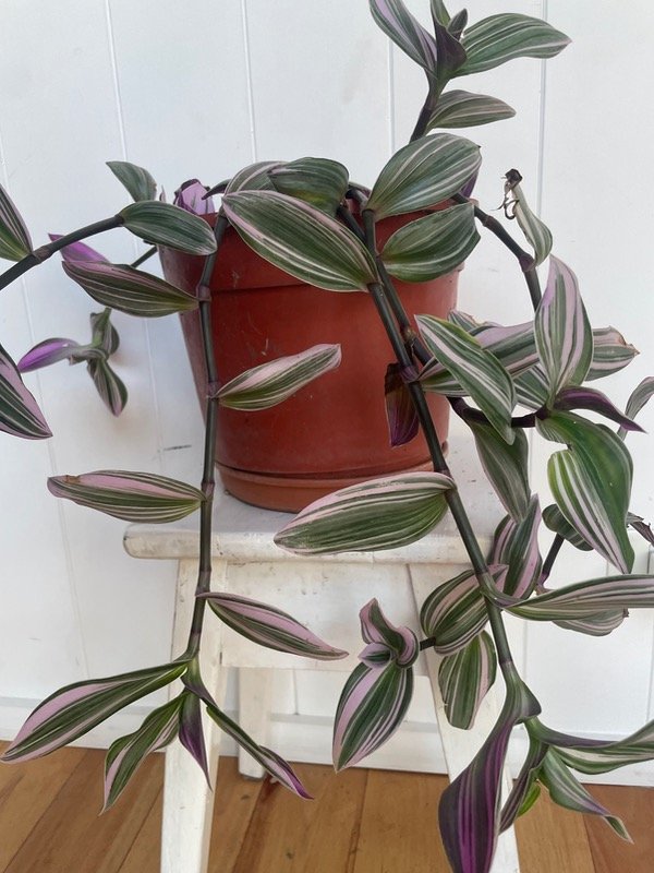 Producto - Tradescantia hojas lilas