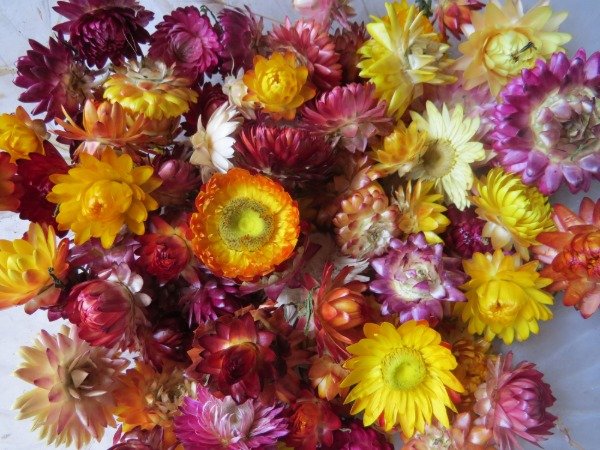 Producto - SIEMPRE VIVAS SUELTAS