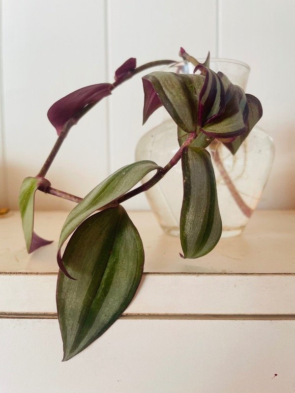 Producto - Ramilletes para sumar plantas, luciendo tus floreros.