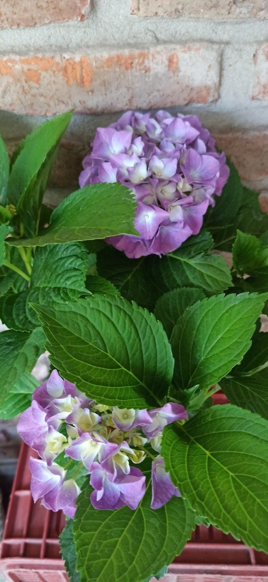 Producto - Hortensia