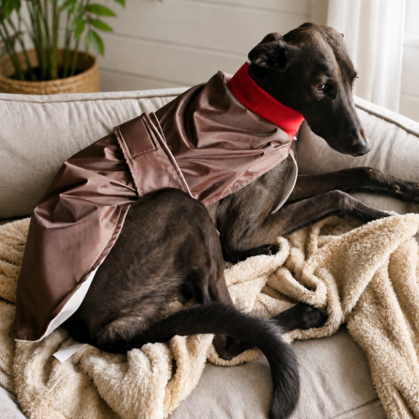 Producto - Capa Impermeable para Galgos y Perros Atléticos