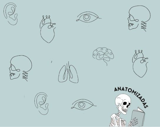 Producto - Anatomía Maimónides - Primer y segundo parcial