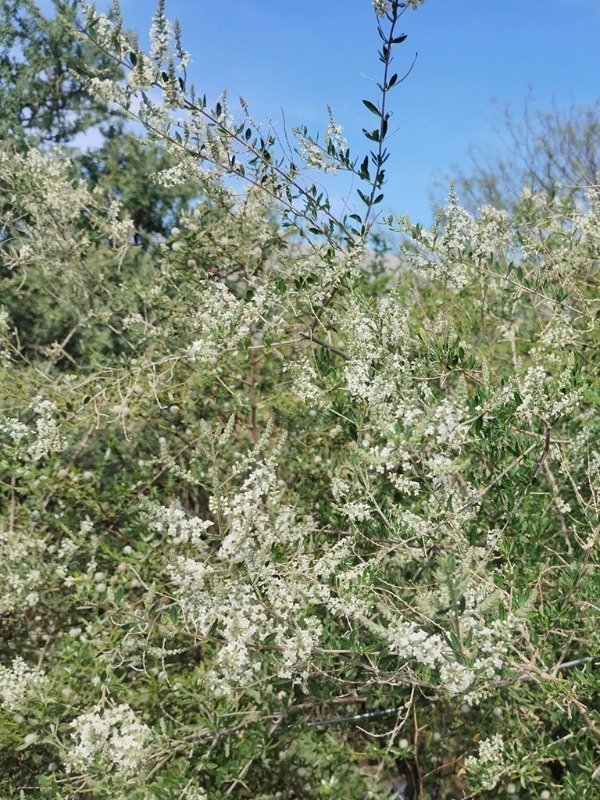 Producto - PALO AMARILLO/CEDRÓN DE MONTE (Aloysia gratissima)