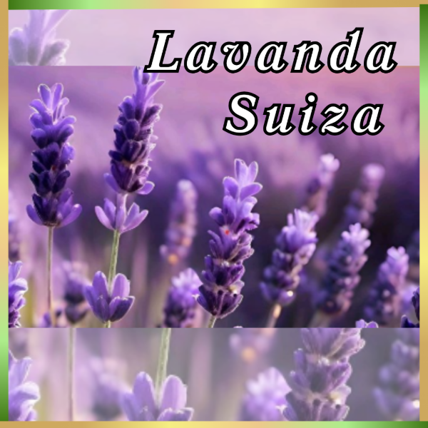 Producto - esencia fragancia Lavanda Suiza