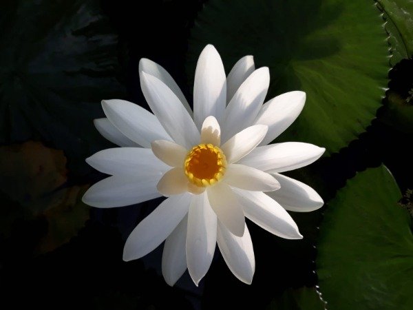 Producto - Nymphaea SIR GALAHAD ("nocturna")