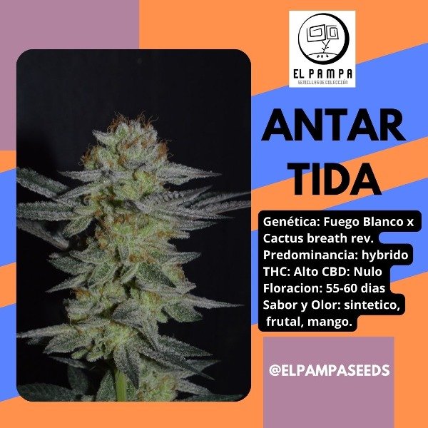 Producto - Antartida