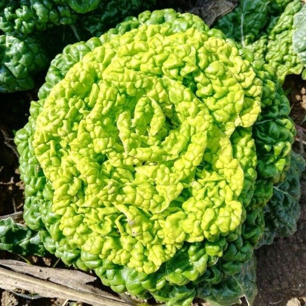 Producto - SEMILLAS DE WINTER CHOY YELLOW HEART