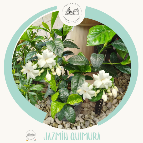 Producto - Jazmines de Madre Tierra