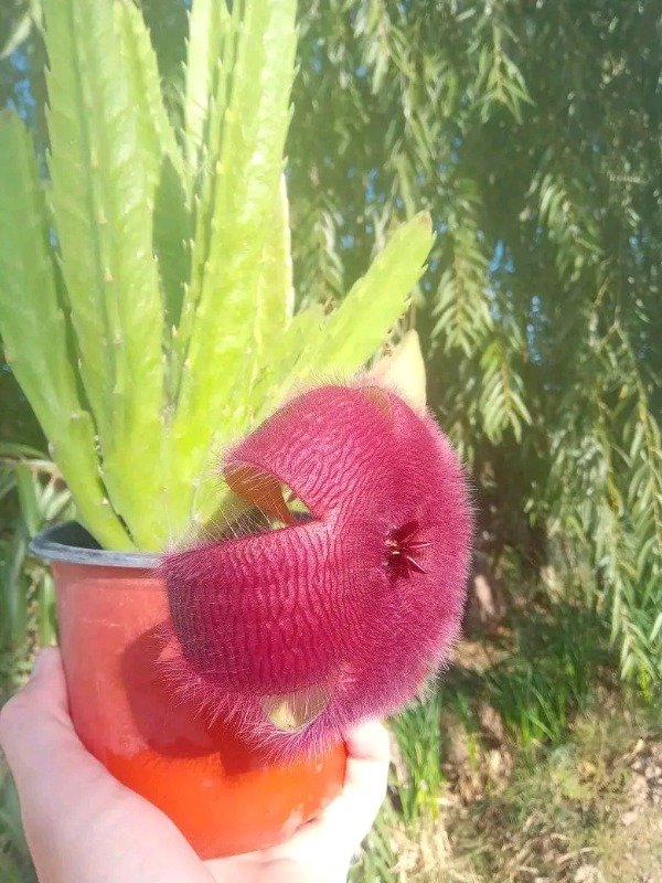 Producto - Stapelia - 0