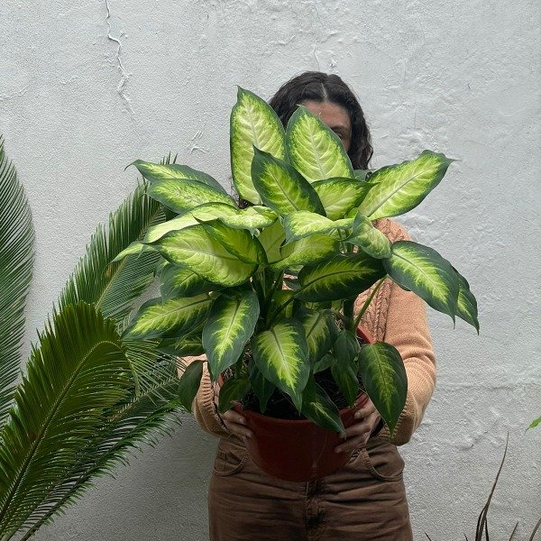 Producto - Dieffenbachia Marianne  m24