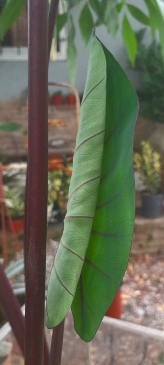 Producto - Colocasia Tallo Rojo - 0