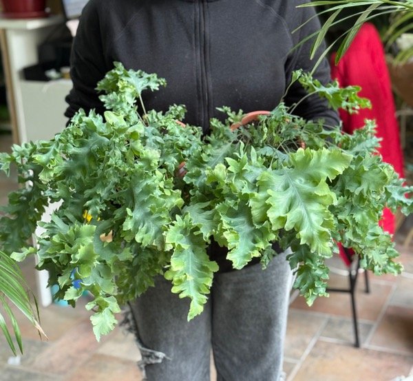 Producto - Helecho Azul Phlebodium Ondulado