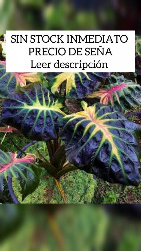 Producto - Colocasia Tossakan (SEÑA)