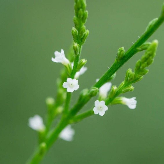 Producto - 20 semillas de Verbena urticifolia blanca - 0
