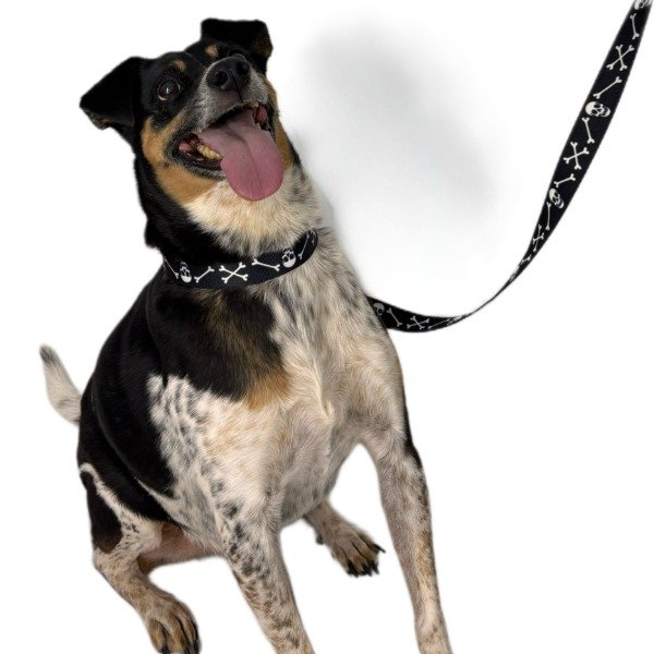 Producto - Correa y Collar para Perros Modelo Skull and Bones