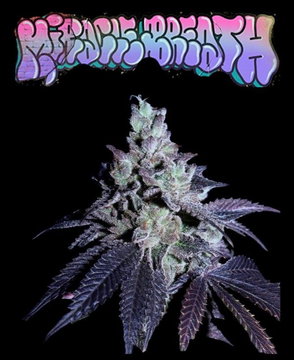 Producto - MIRACLE BREATH X4