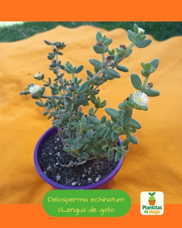 Producto - Delosperma echinatum ó Lengua de gato