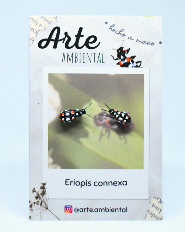Producto - Aritos de Eriopis connexa