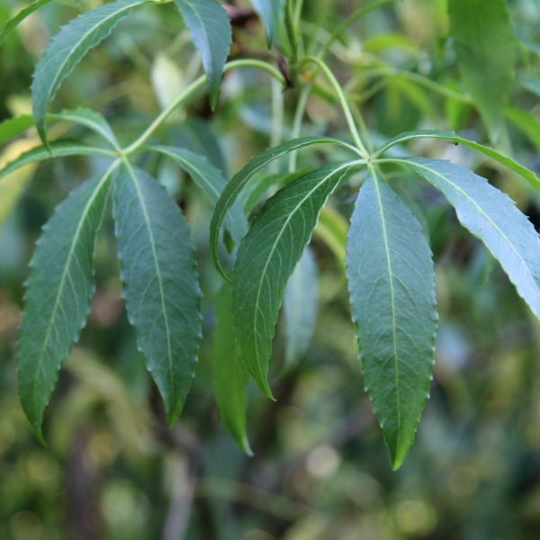 Producto - Pseudopanax laetevirens (Sauco del diablo)