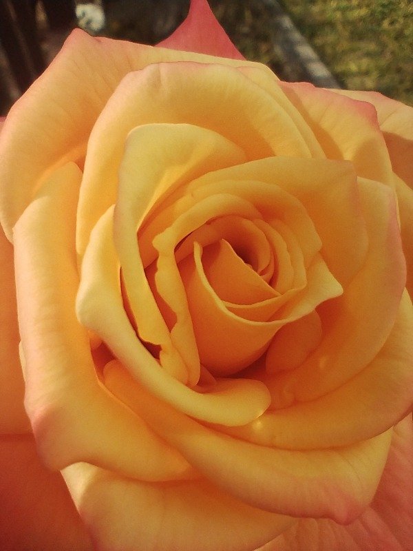 Producto - Jabón de Glicerina con Arcilla Roja y Naranja