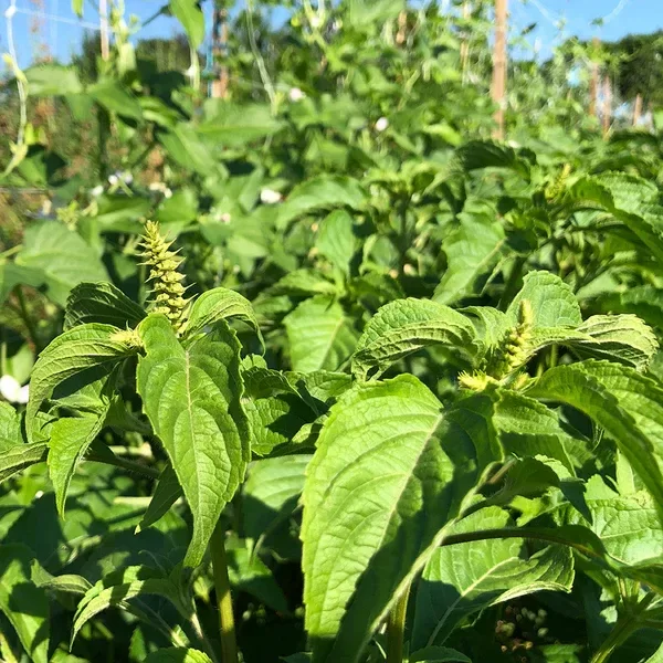 Producto - SEMILLAS DE ALBAHACA CLAVO AFRICANA PERENNE OCIMUM GRATISSIMUM