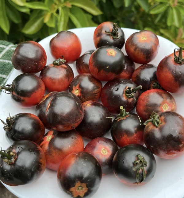 Producto - 150 SEMILLAS DE TOMATE DWARF MOCHA'S CHERRY ROUND