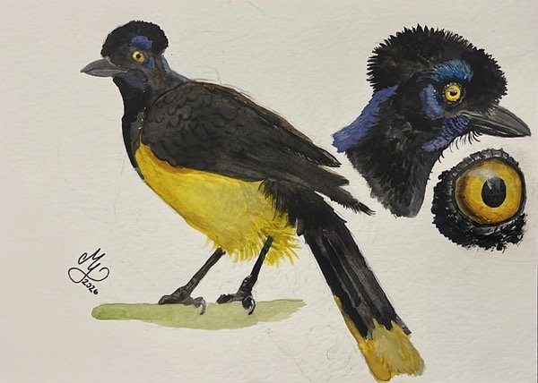 Producto - Pintura en acuarela sobre papel de un ave - 2