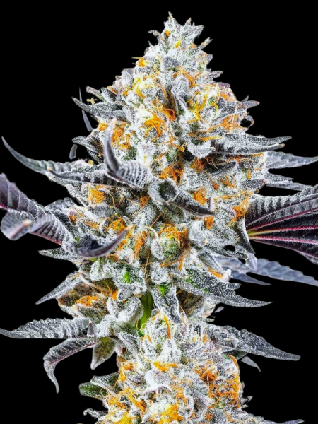Producto - Dosidoss x3 - Kush Brothers