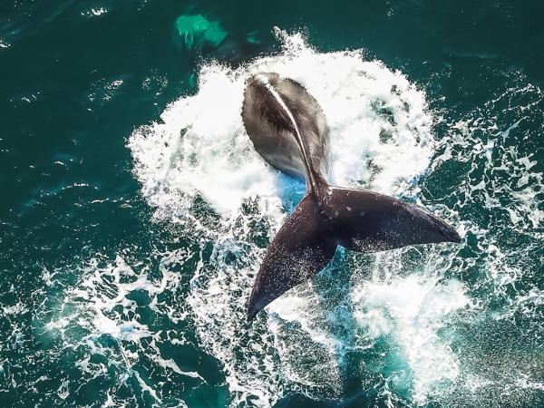 Producto - El despertar de los Gigantes