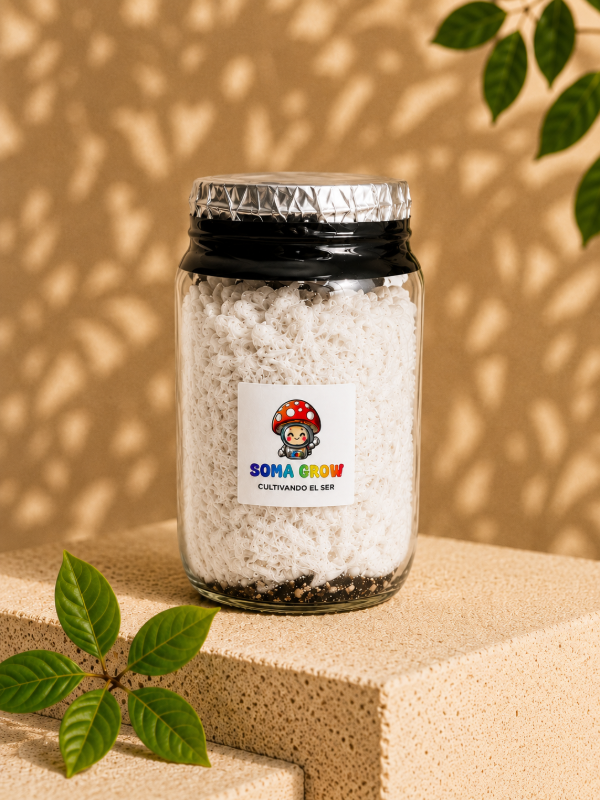 Producto - Micelio en grano colonizado 100x100