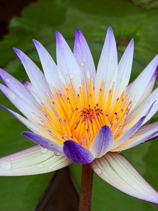 Producto - Nymphaea MURASAKI SHIKIBU (mediana)