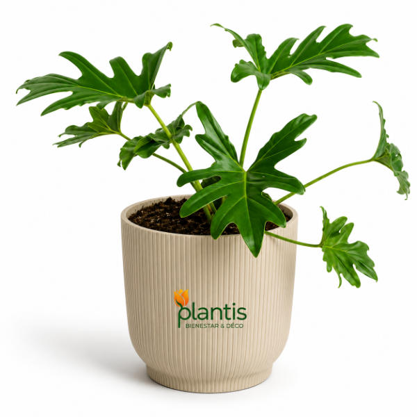 Producto - Philodendron Misionero - Maceta 3 lt