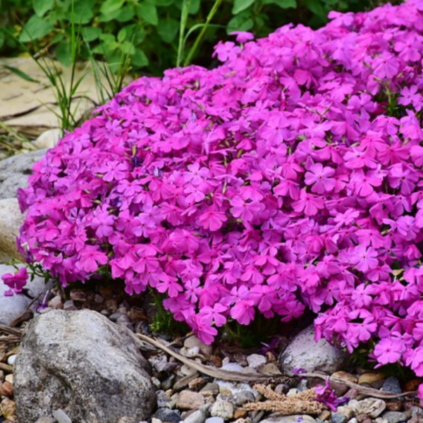 Producto - Phlox subulata