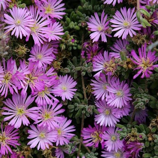 Producto - Drosanthemum floribundum 0,75 L - 0