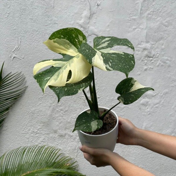 Producto - Philodendron Monstera thai constellation m15