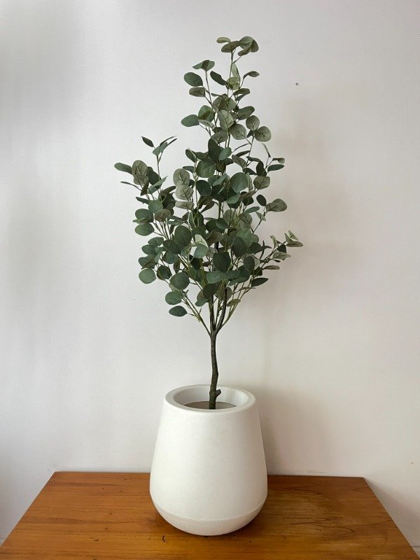 Producto - Eucalipto Sin Riego 120cm