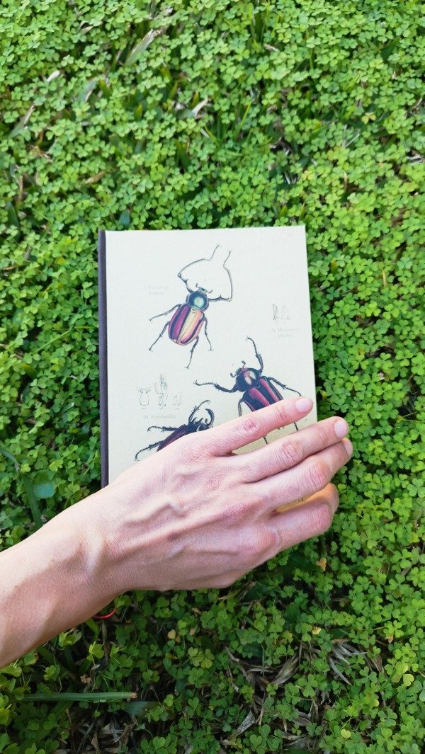 Producto - Escarabajos (3)