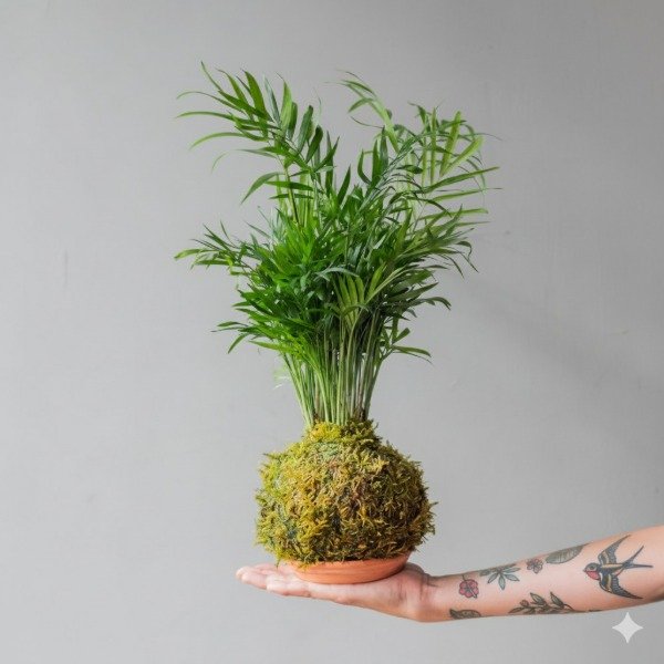Producto - Kokedama