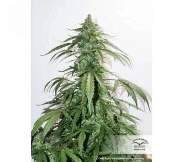 Producto - CBD Auto White Widow