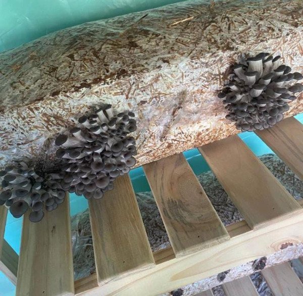 Producto - kit de autocultivo de girgola gris