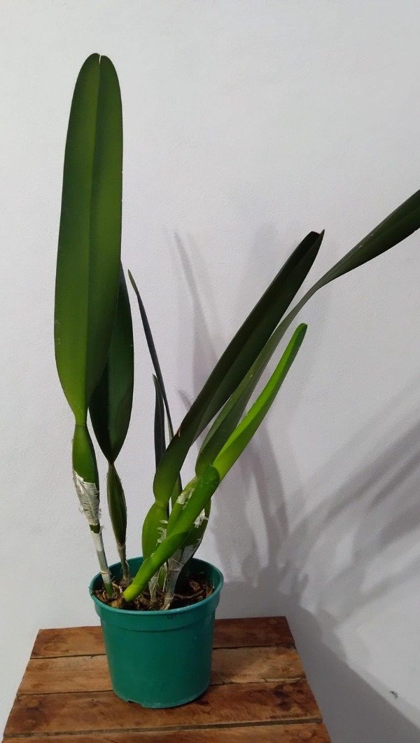 Producto - Laelia Purpurata Tipo - 3