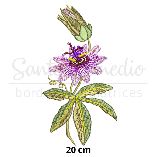 Producto - Pasionaria flor 20 cm matriz