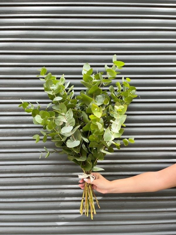 Producto - Ramo Eucalipto Natural Fresco