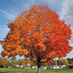 Producto - Acer buergerianum