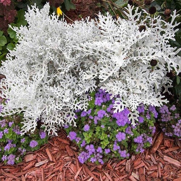 Producto - Semillas De Cineraria Maritima (cenizas De Plata) - 0