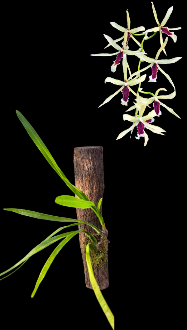 Producto - Miltonia Flavescens Herz