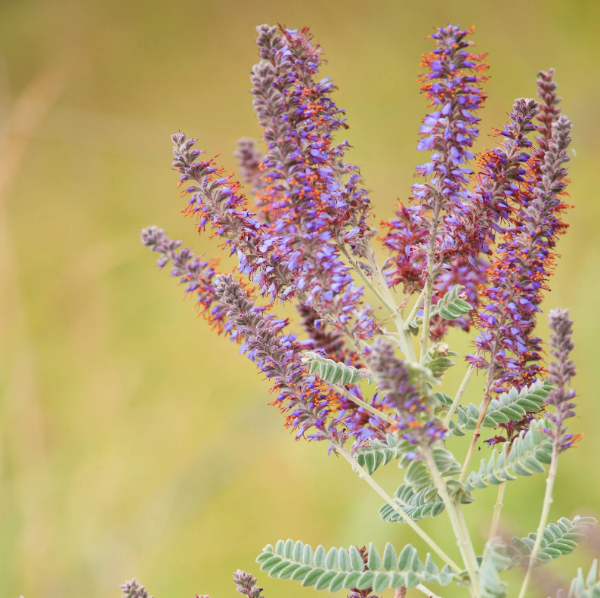 Producto - 30 Semillas de Amorpha canescens