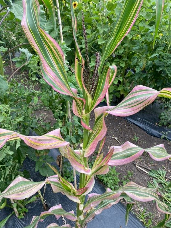 Producto - SEMILLAS DE MAIZ JAPANESE STRIPED  PLANTA ARCOIRIS JAPONES