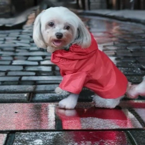 Producto - Piloto Rain